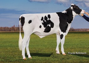 7HO13373 S-S-I 1STCLASS FLAGSHIP-ET ჰოლშტეინი შავ_ჭრელი